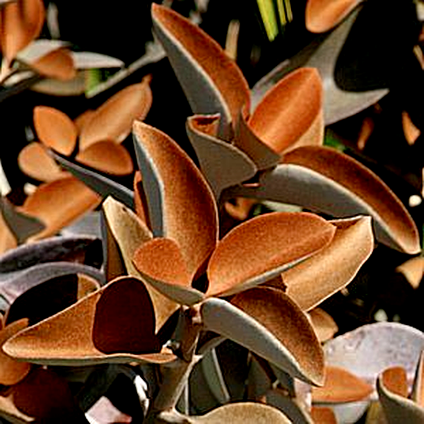 Kalanchoe orgyalis