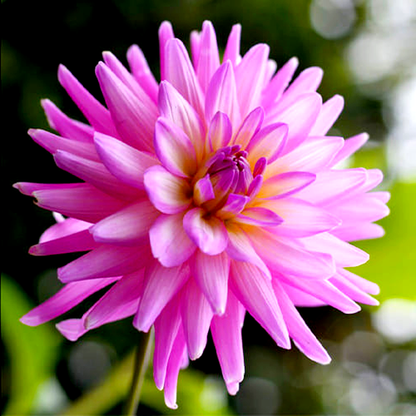 Karma Pink Corona