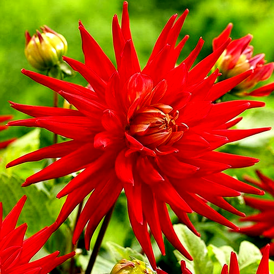 Karma Red Corona
