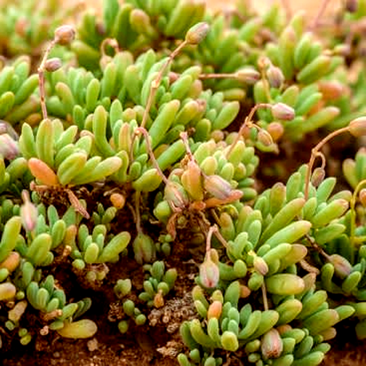 Kewa salsoloides