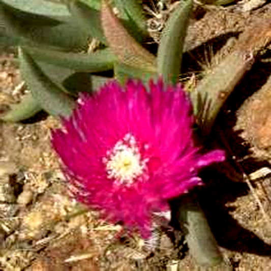 Khadia alticola