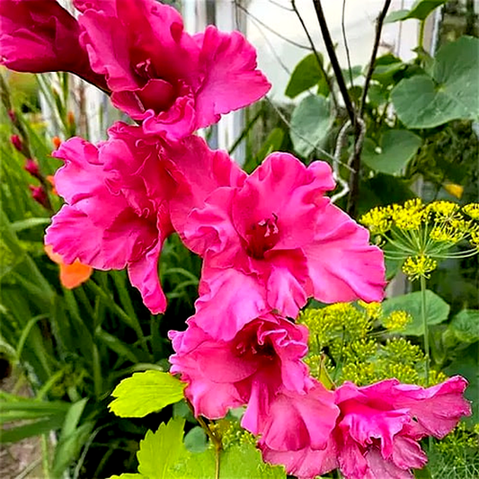 Kingston Ruffle