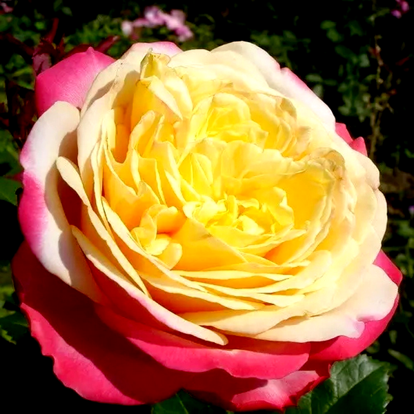 Kordes' Jubilee