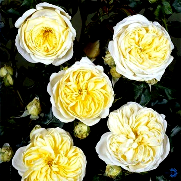 Kronprinsesse Mary