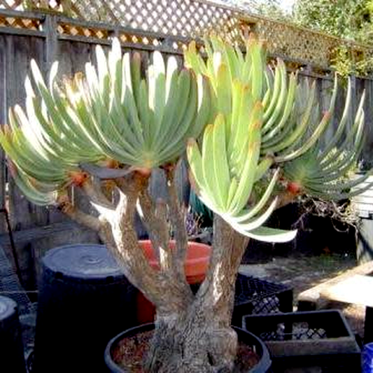 Kumara plicatilis