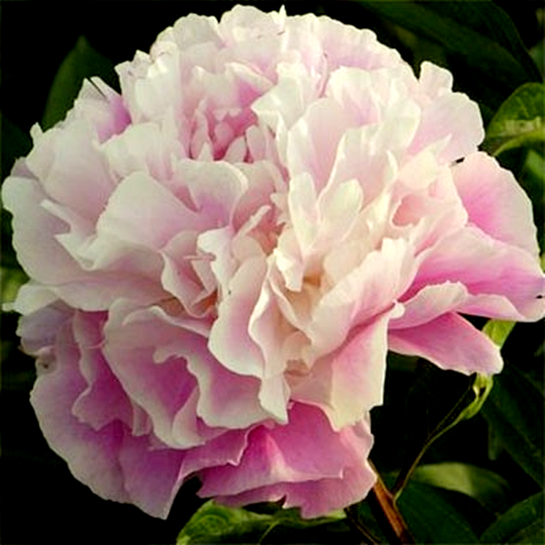 Lady Alexandra Duff