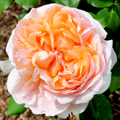 Lady Gardener