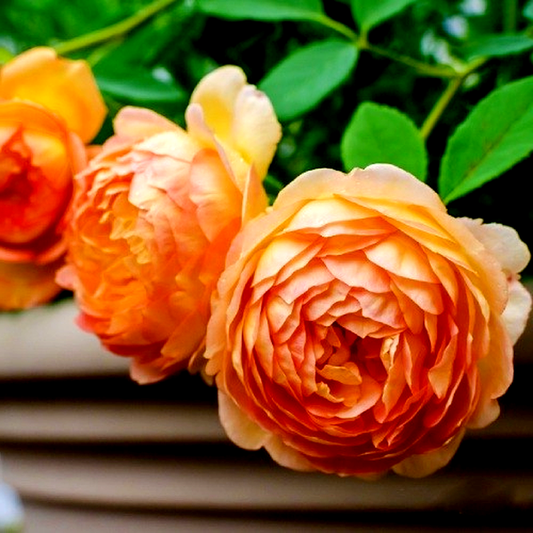 Lady of Shalott