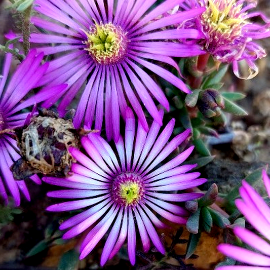 Lampranthus elegans