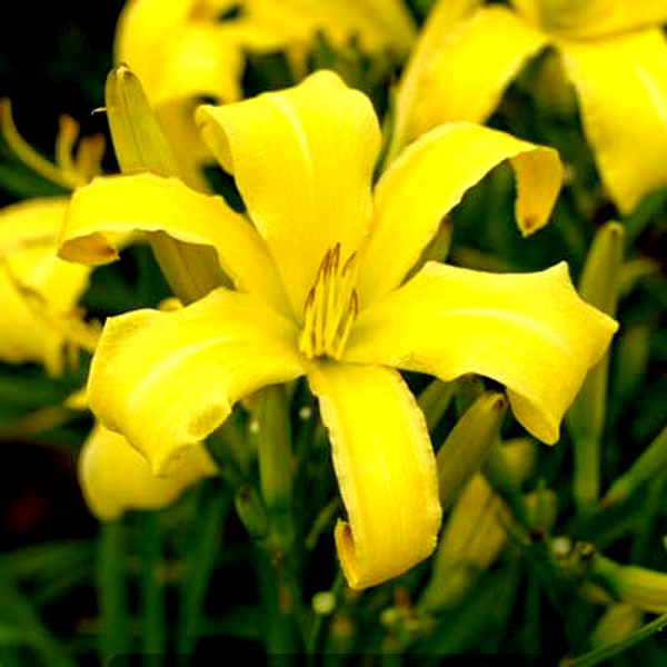Lemon Madeline