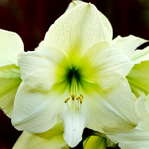 Lemon Star