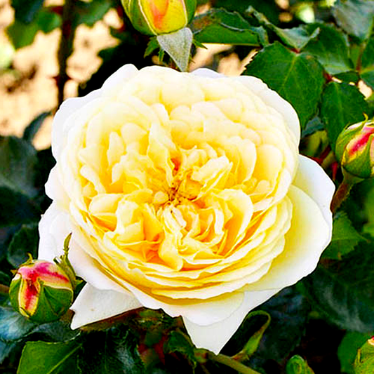 Lemon Vaza