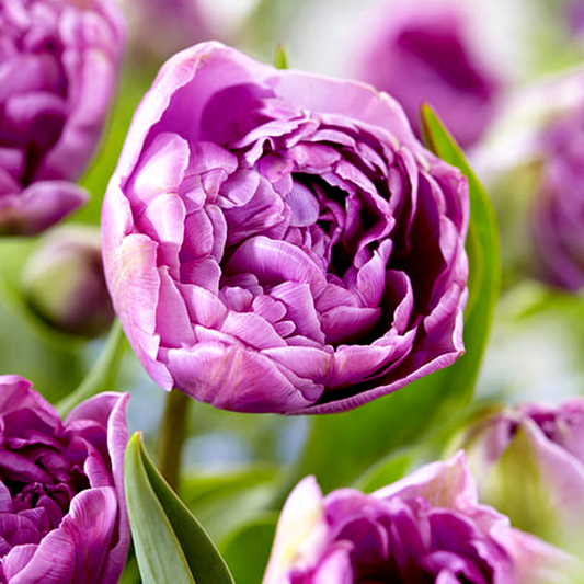 Lilac Perfection