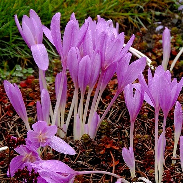 Lilac Wonder