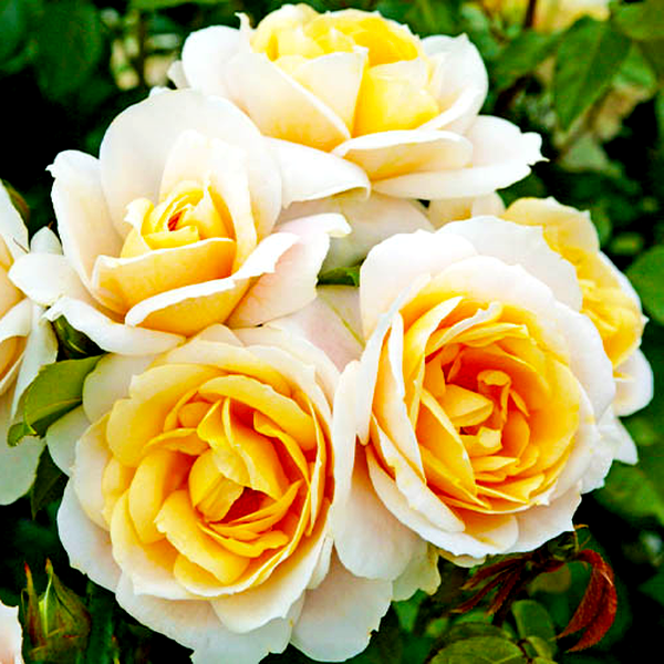 Lions Rose