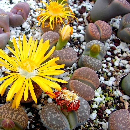 Lithops gesinae var annae