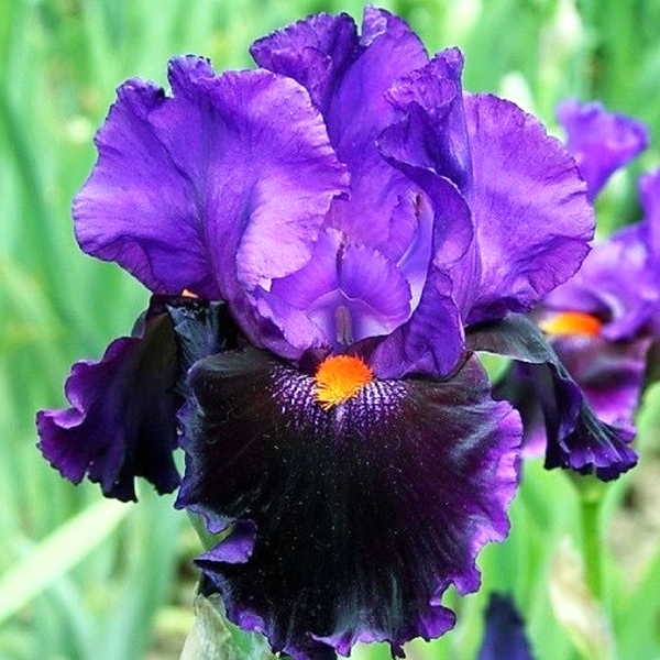 Local Color
