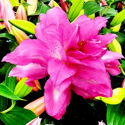 Lotus Dream