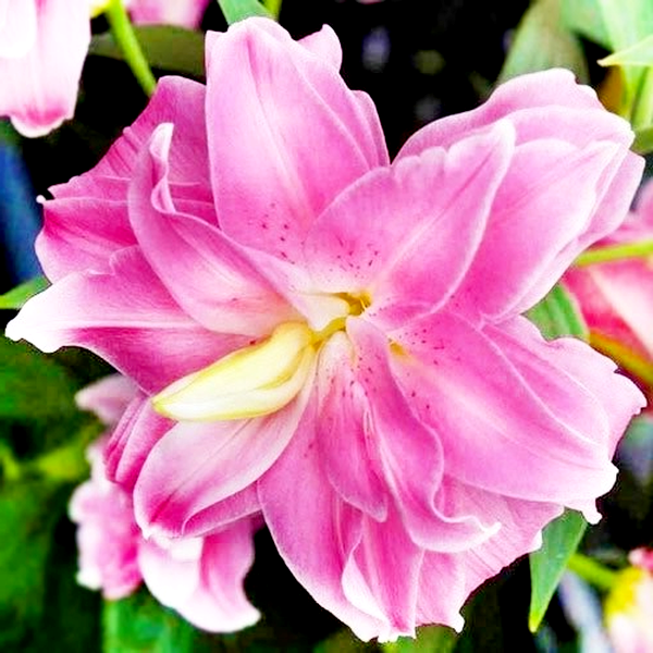 Lotus Joy