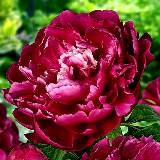 Louis Van Houtte