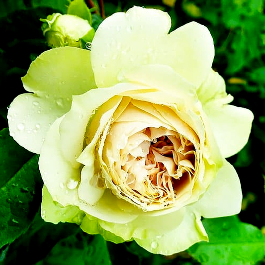 Lovely Green