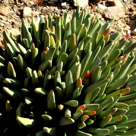 Aloinopsis rosulata