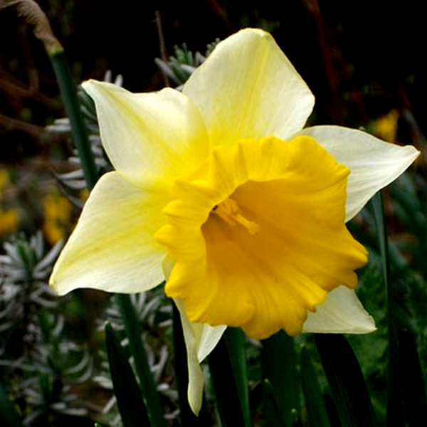 Magnet