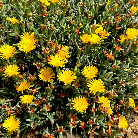 Malephora crassa
