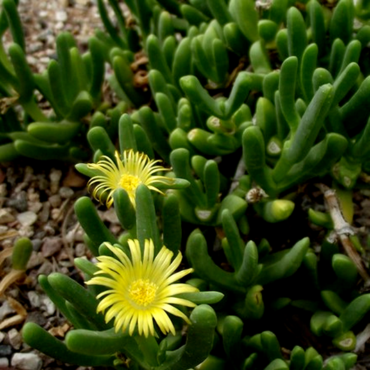 Malephora lutea