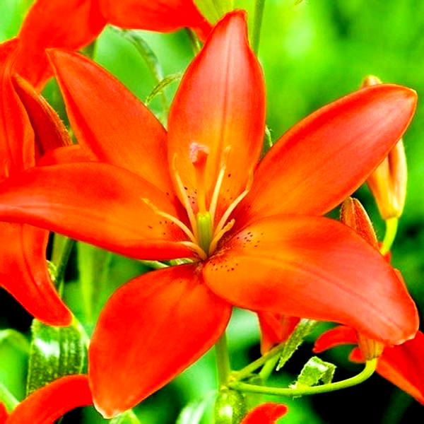 Mandarin Star