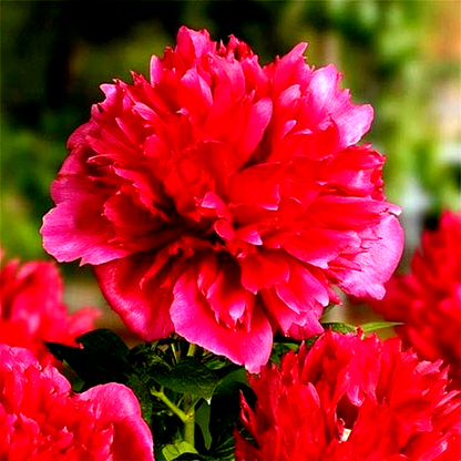 Many Happy Returns
