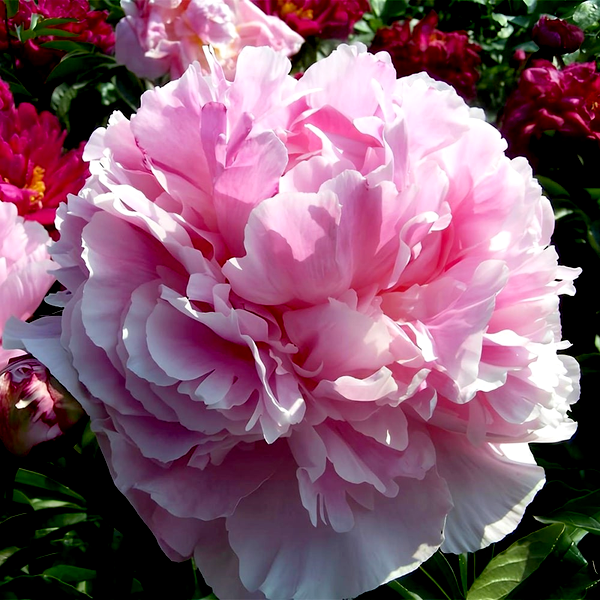 Marie Crousse
