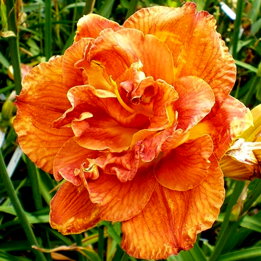 Mary Brown