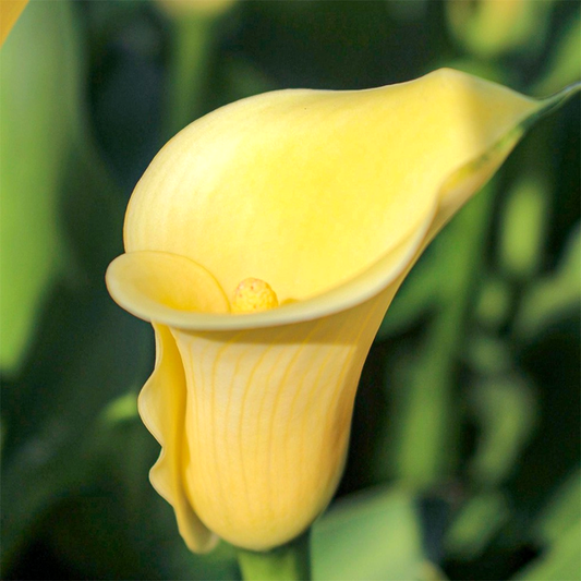 Mellow Yellow
