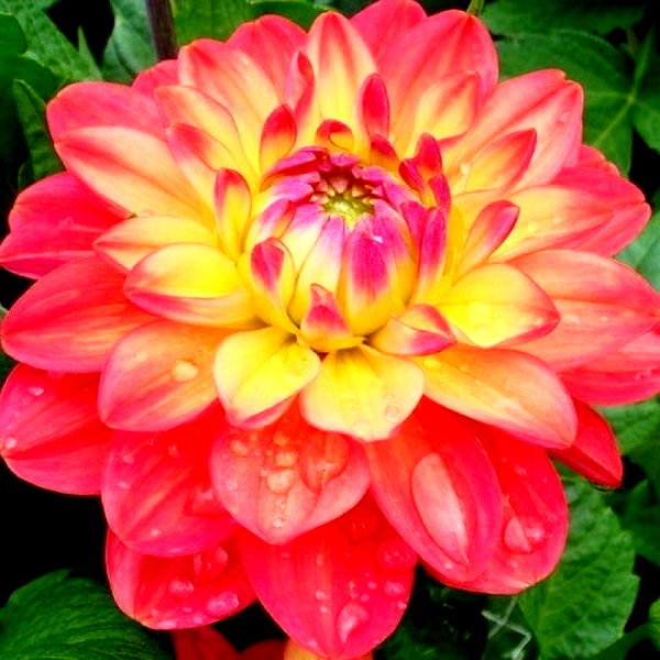 Melody Allegro