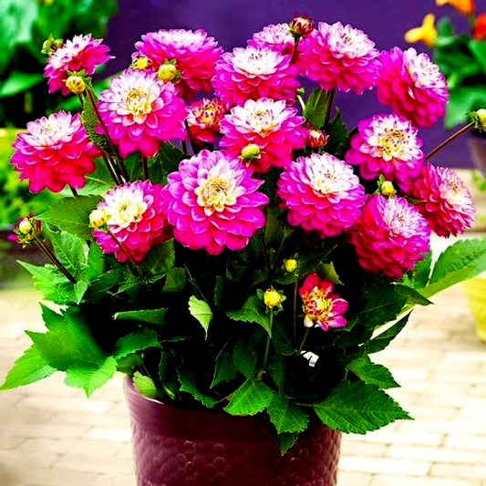 Melody Pink Allegro