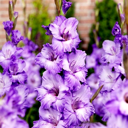 Milka