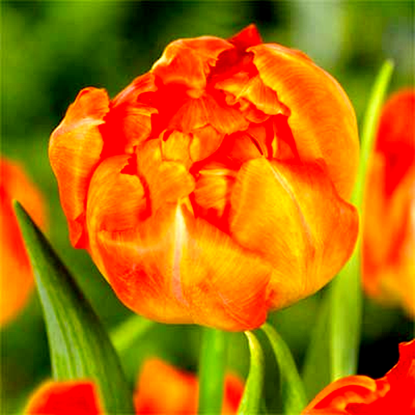 Monte Orange