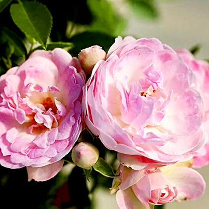Morsdag Pink