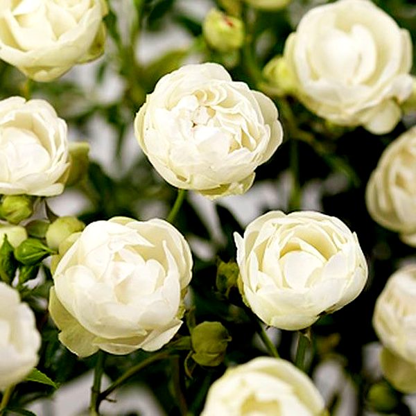 Morsdag White