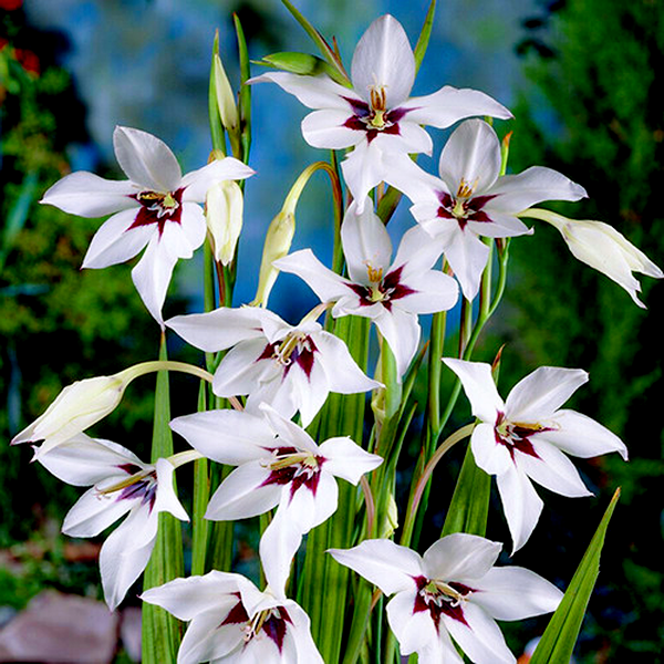 Murielae