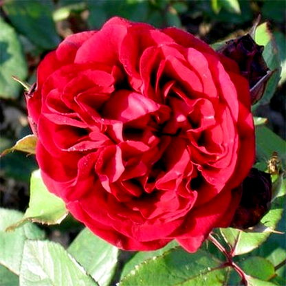 Nadia Renaissance