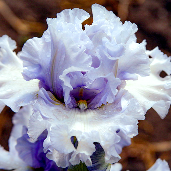 Natural Grace