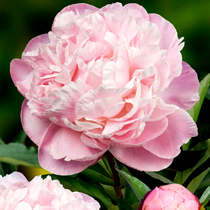 Nick Shaylor