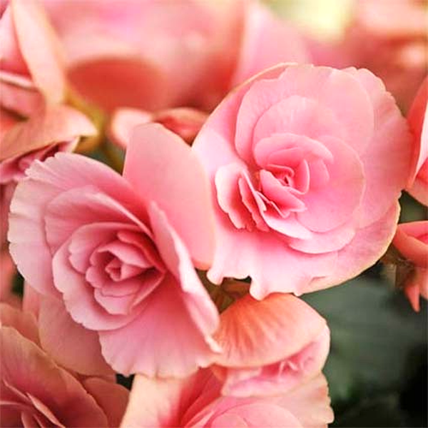 Non Stop Light Pink