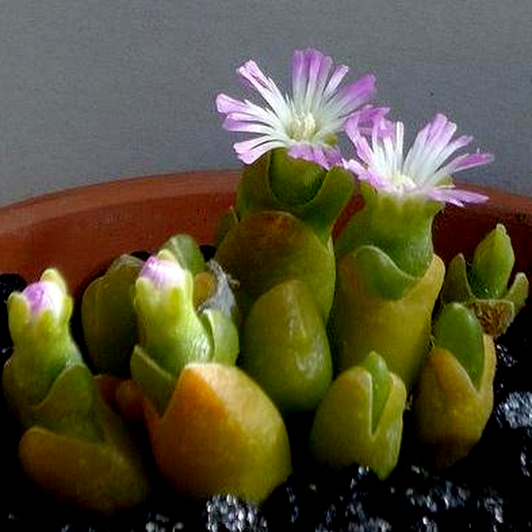 Oophytum oviforme