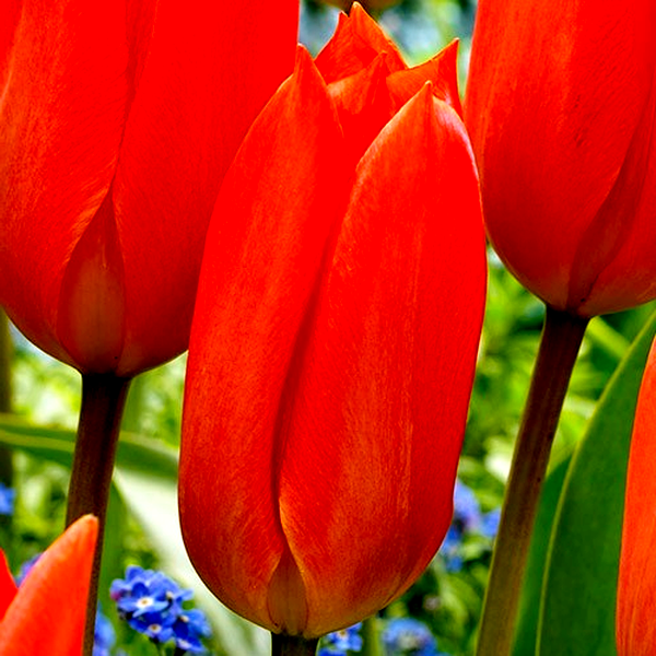 Orange Brilliant