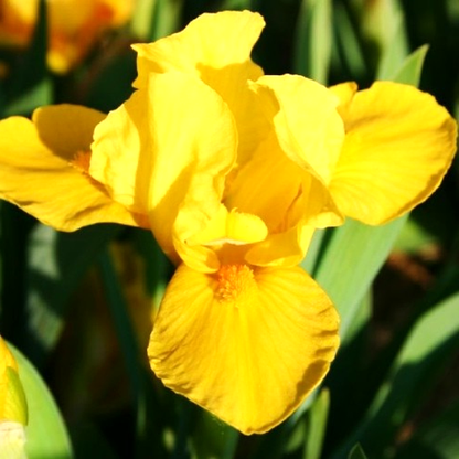 Orange Caper
