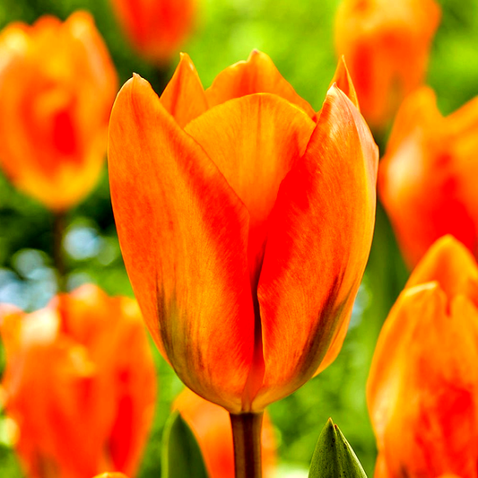 Orange Emperor