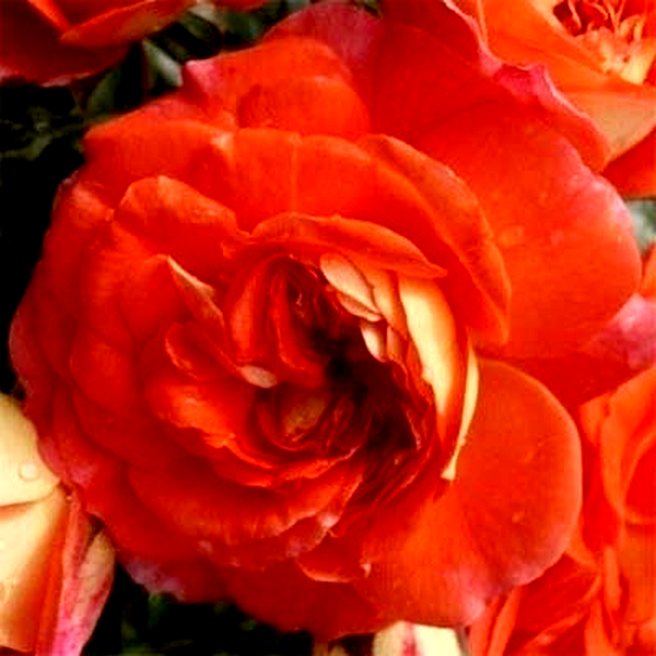 Orange Fairy